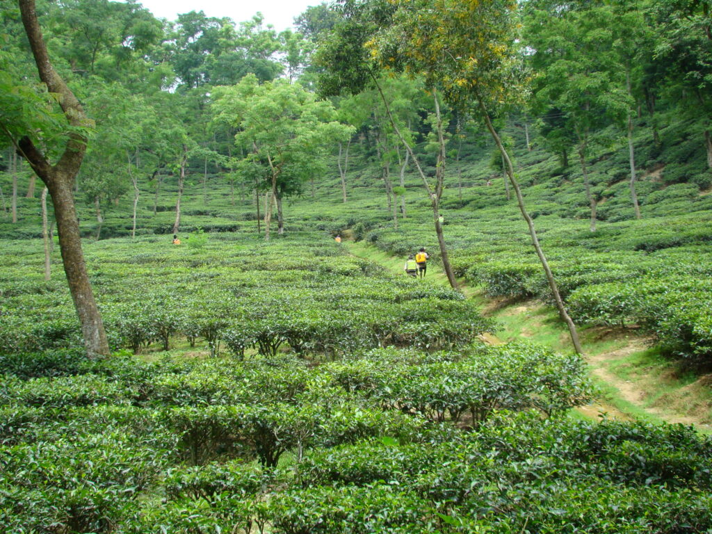 Tea Garden, Sylhet